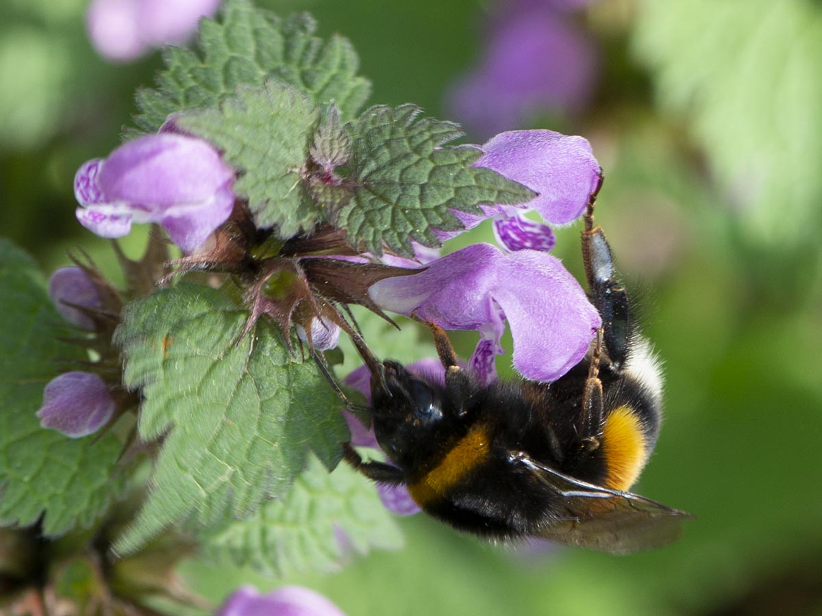 an Lamium maculatum